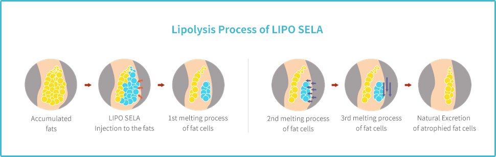 Lipolysis Process of LIPO SELA